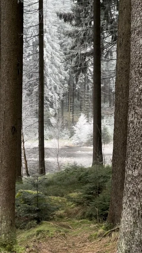 Snow-Covered Forest Path, Winter Vogtland Stock Footage 310874256