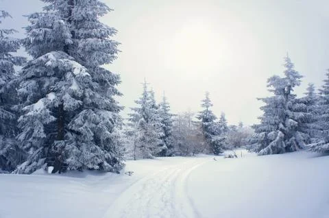 Snow-covered forest Stock Photos