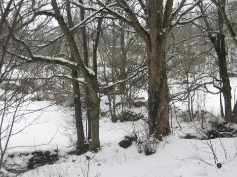 Snow covered forest Stock Photos