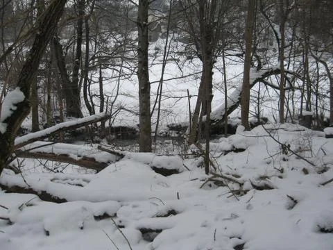Snow covered forest Foto stock