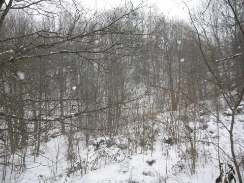 Snow covered forest Stock Photos