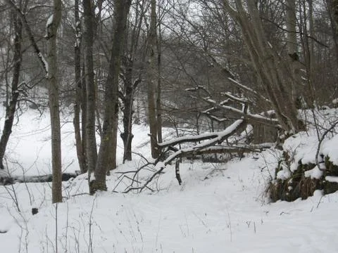 Snow covered forest Stock Photos