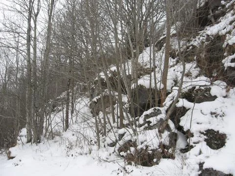 Snow covered forest Stock Photos