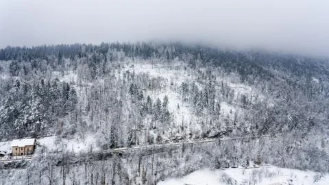 Snow covered forest. Stock Photos