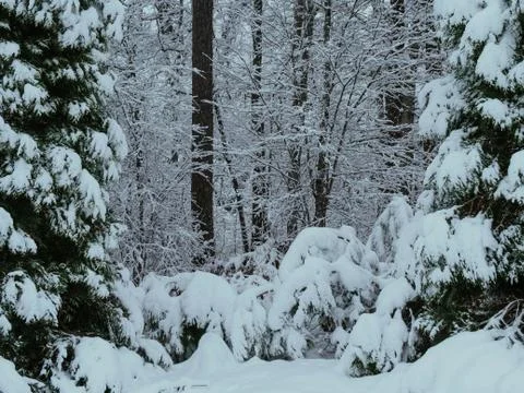 Snow Covered Forest Stock Photos