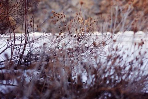 Snow Covered Forest Stockfoto's