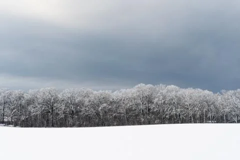 Snow covered forest Stock Photos