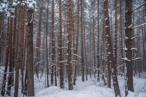 Snow covered forest. Stock Photos
