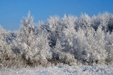 Snow covered forest Stock Photos