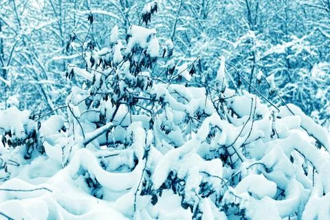 The snow-covered forest Stock Photos