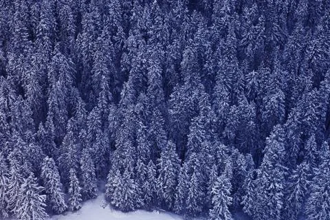 Snow Covered Forest Stock Photos