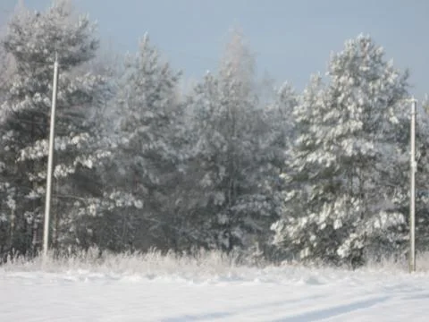 Snow covered forest Stock Photos