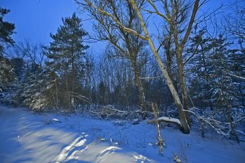 Snow-covered forest Stock Photos