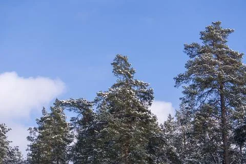 Snow-covered forest pine trees against the sky Stock Photos