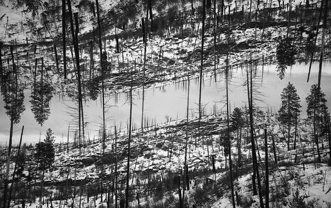 Snow covered forest with pine trees. Stock Photos