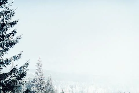 Snow covered forest with pine trees. Stock Photos
