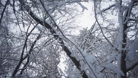 Snow-covered forest, pines, trunks, winter Video stock 83688918
