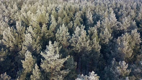 Snow-covered forest in the rays of the rising sun. Stock Footage 143774947