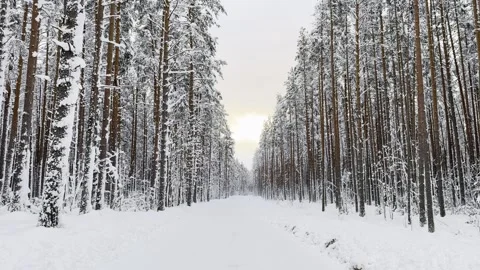 Snow Covered Forest Road Between Winter Pine Trees Video stock 300199445