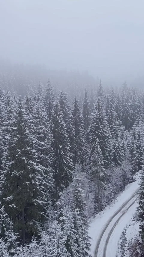 Snow-covered forest road captures quiet winter beauty in aerial view Stock Footage 317083819