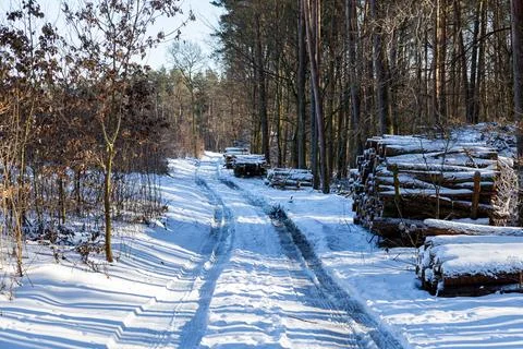 Snow covered forest road with cut wood logs stacked along the path. 스톡 사진