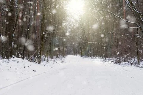 Snow-covered forest road with falling snow and soft sunlight through bare t.. 스톡 사진