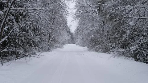 Snow covered forest road lined with frosted trees beneath overcast winter sky Stock Photos