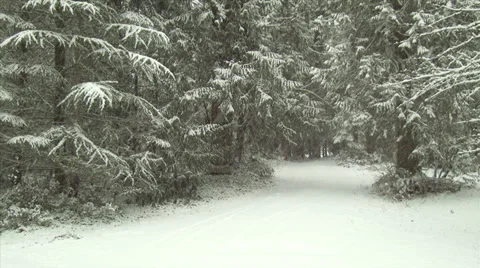 Snow Covered Forest Road in Winter 스톡 동영상 36841568