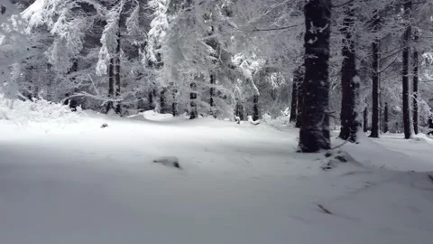 Snow-covered forest seen from above the ground. Stock Footage 146894992