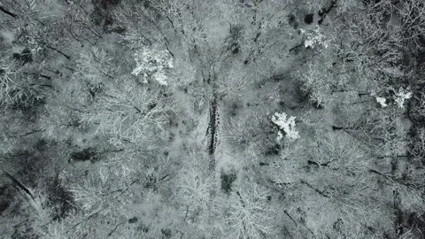 Snow covered forest with small path Stock Footage 148474351
