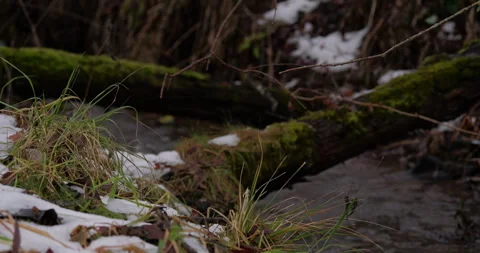 Snow-covered forest stream feeds beaver dam as primary water source Stock Footage 308446162