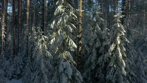 Snow-covered forest in sun. Close up. Spruces in snow. Branches of fir trees Stock Footage 236656916