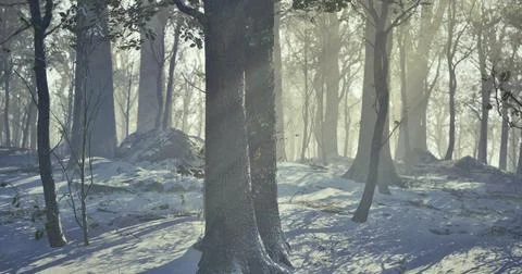 Snow covered forest with sunlight filtering through trees in winter Stock-Illustration