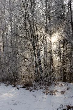 Snow Covered Forest with Sunlight Through Frosty Trees Stock Photos