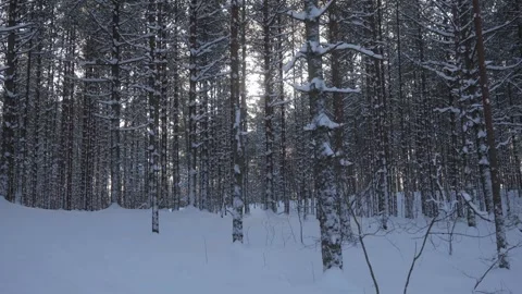 Snow covered forest with sunlight in winter Stock Footage 343507569