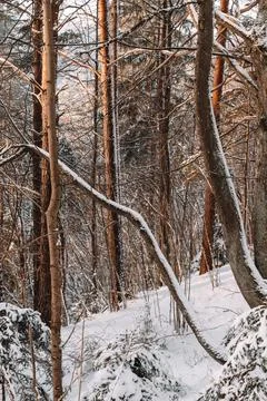 Snow Covered Forest with Sunlit Trees in Winter Stock Photos