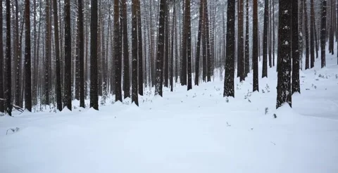 Snow-covered forest with tall trees creating vertical winter pattern Stock Footage 326090009