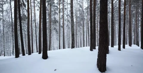 Snow-covered forest with tall trees creating vertical winter pattern Stock Footage 326090026