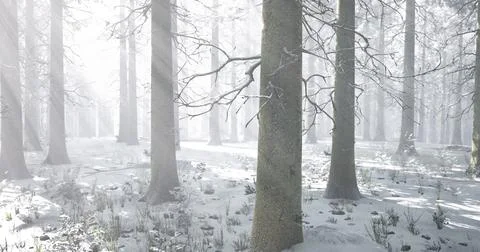 Snow covered forest with tall trees under soft winter light in daytime Stock-Illustration