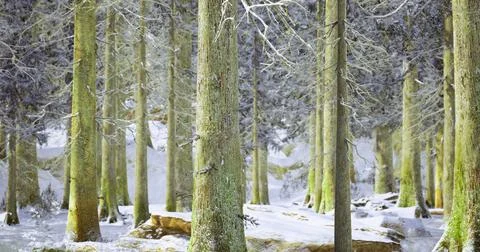 Snow covered forest with tall trees and gentle light in winter season Stock-Illustration
