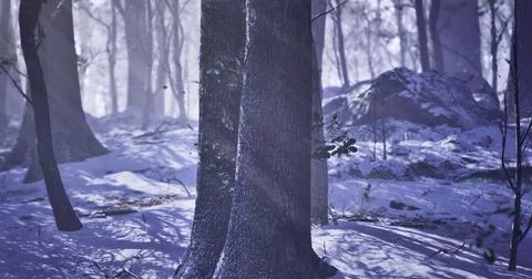Snow covered forest with tall trees and soft light in early morning hours Stock Illustration