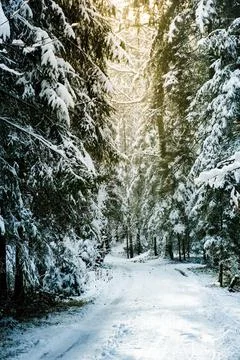Snow covered forest theme in winter Stock Photos