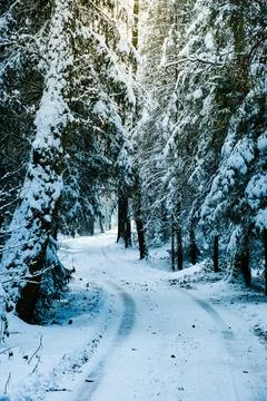 Snow covered forest theme in winter Stock Photos