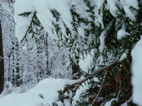 Snow Covered Forest Through a Tree Stock Photos
