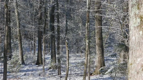 Snow covered forest, time lapse Stock Footage 170867474