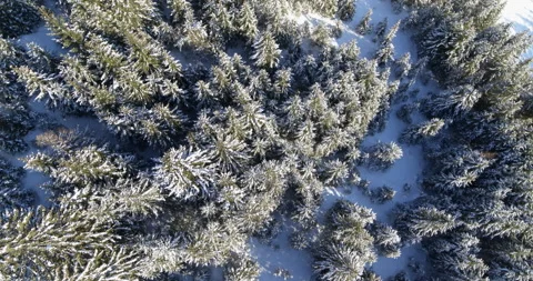 Snow covered forest top down view of trees and nature in the italian Alps Stock Footage 196246548