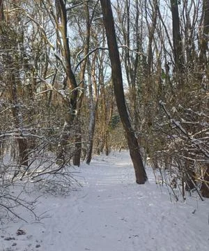 Snow-Covered Forest Trail in Winter Stock Photos