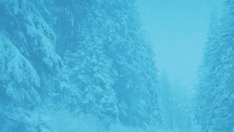 Snow Covered Forest Trees In Blizzard Winter Scene Stock Footage 337125507