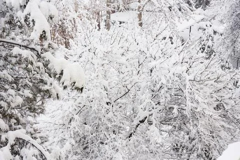 A snow covered forest with trees covered in snow Stock Photos