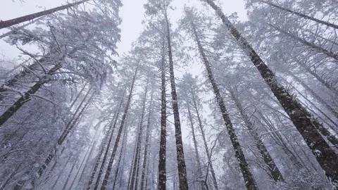 Snow-Covered Forest Trees Viewed from Below Stock Footage 312588801